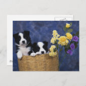 Welpenbild Postkarte (Vorne/Hinten)
