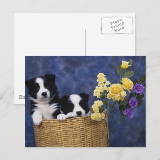 Welpenbild Postkarte (Vorne/Hinten)