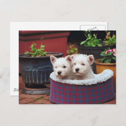 Welpenfreunde Postkarte (Vorne/Hinten)