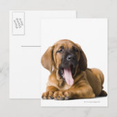 Welpenhund 2 postkarte (Vorne/Hinten)