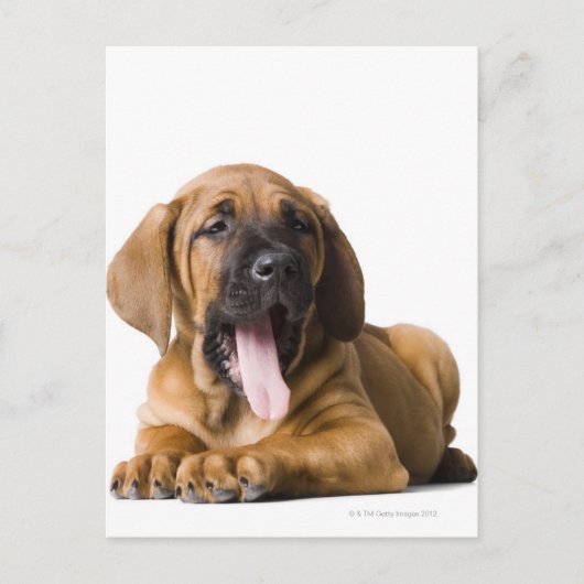 Welpenhund 2 postkarte (Vorderseite)