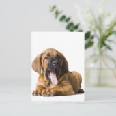 Welpenhund 2 postkarte (Stehend Vorderseite)