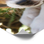Welpenhund-Beagle Poster (Ecke)