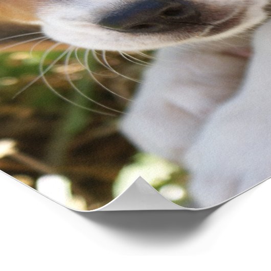 Welpenhund-Beagle Poster (Ecke)