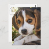Welpenhund-Beagle Postkarte (Vorne/Hinten)
