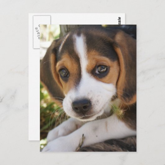 Welpenhund-Beagle Postkarte (Vorne/Hinten)