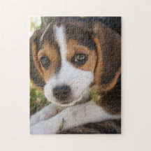Welpenhund-Beagle  