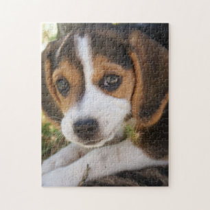 Welpenhund-Beagle Puzzle