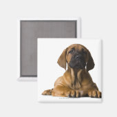 Welpenhund Magnet (Vorderseite/Rückseite)