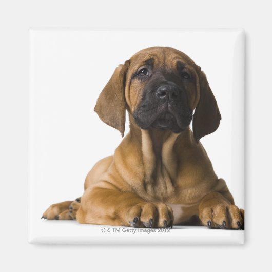 Welpenhund Magnet (Vorne)