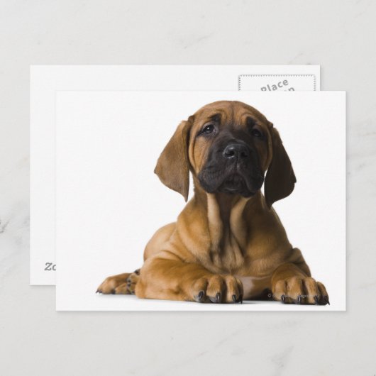 Welpenhund Postkarte (Vorne/Hinten)