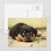Welpenhund Postkarte (Vorne/Hinten)