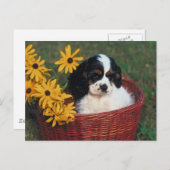 Welpenkörbe Postkarte (Vorne/Hinten)