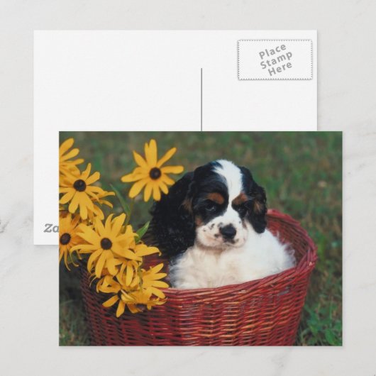 Welpenkörbe Postkarte (Vorne/Hinten)