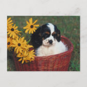 Welpenkörbe Postkarte (Vorderseite)