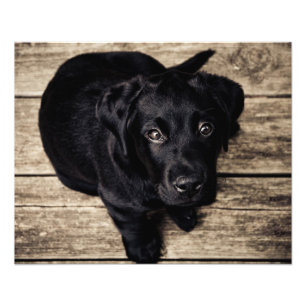 Welpenliebe Fotodruck