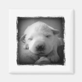 Welpenmagnet Magnet (Vorne)