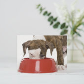 Welpenpfanne, die aus der Schale isst Postkarte (Stehend Vorderseite)