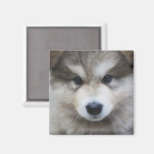 Welpenportrait Magnet (Vorderseite/Rückseite)