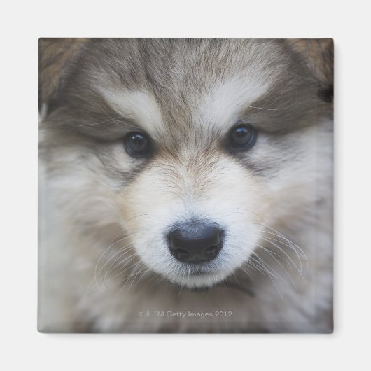 Welpenportrait Magnet (Vorne)