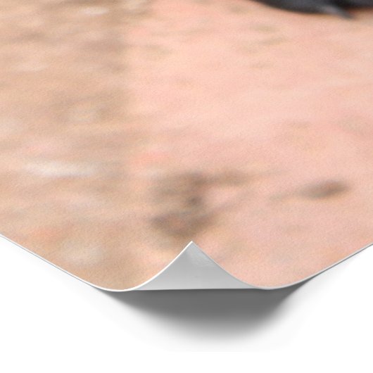 Welpenposter aus schwarzem Mops Poster (Ecke)