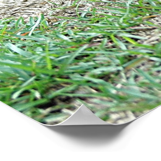 Welpenposter Poster (Ecke)