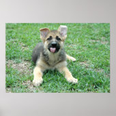 Welpenposter Poster (Vorne)