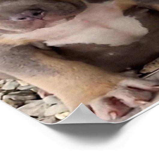 Welpenposter Poster (Ecke)