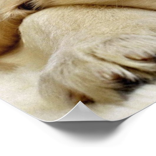 Welpenschlafen Poster (Ecke)