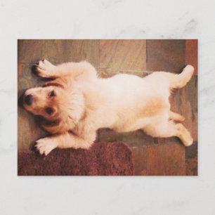 Welppy Lays Funny Postkarte