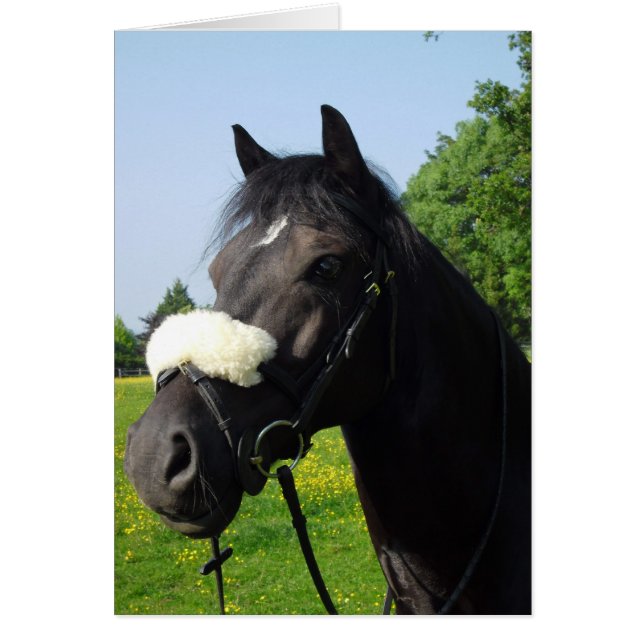 Welsh Abschnitt D (Vorne)