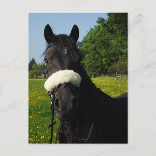 Welsh Abschnitt D Postkarte (Vorderseite)