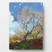 WELSH BERGBAUM FOTOPLATTE (Vorderseite)