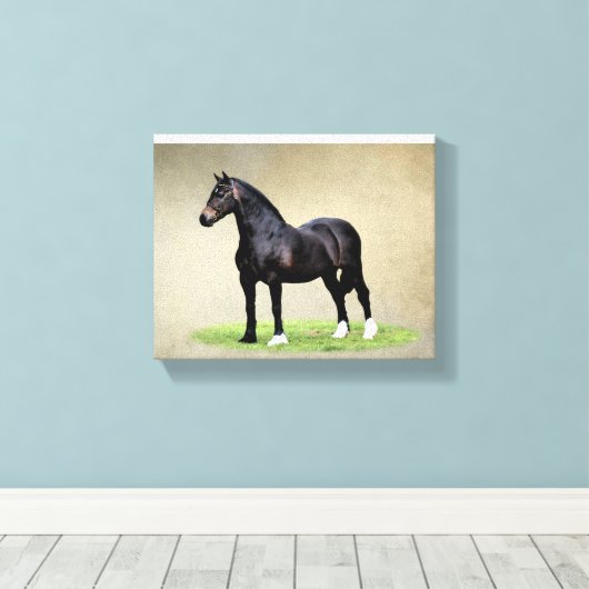 Welsh Cob Canvas Print Leinwanddruck (Insitu (Holzboden))