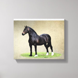 Welsh Cob Canvas Print Leinwanddruck