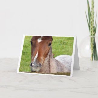 Welsh cob foal horse card karte