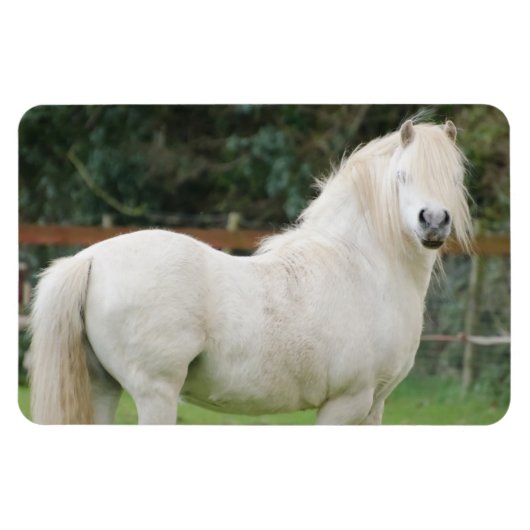Welsh Cob Pferd Flexible Magnet (Horizontal)