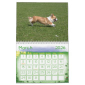 Welsh Corgi Calendar Kalender (Mär 2026)