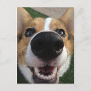 Welsh Corgi Dog Nose Collection Postkarte