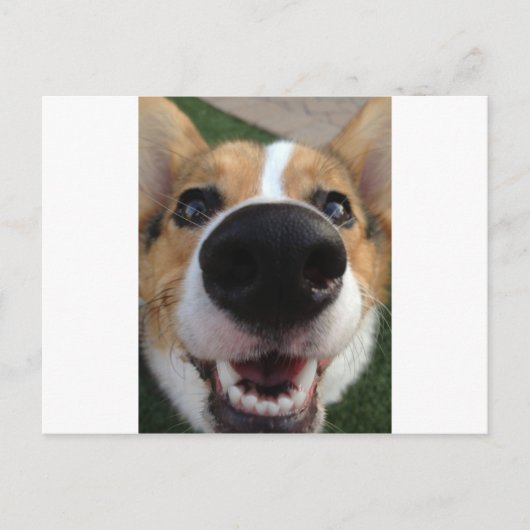 Welsh Corgi Dog Nose Collection Postkarte (Vorderseite)