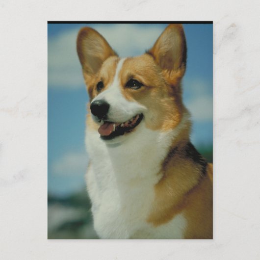 Welsh Corgi Postkarte (Vorderseite)