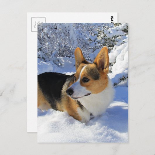 Welsh Corgi Snow Day Postkarte (Vorne/Hinten)