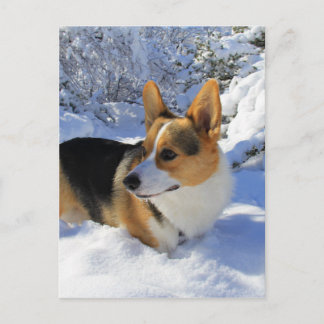 Welsh Corgi Snow Day Postkarte