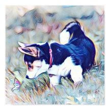 Welsh Corgi Welpe mit Schwanz
