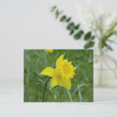 Welsh Daffodil in Bloom Postkarte (Stehend Vorderseite)
