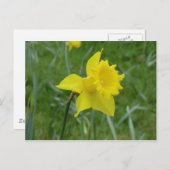 Welsh Daffodil in Bloom Postkarte (Vorne/Hinten)
