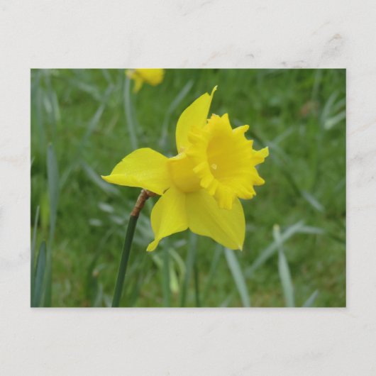 Welsh Daffodil in Bloom Postkarte (Vorderseite)