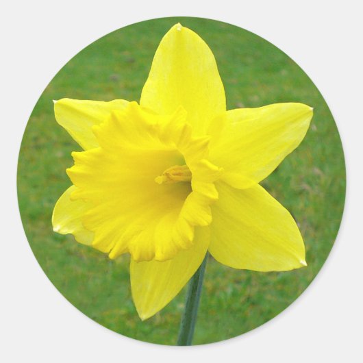 Welsh Daffodil Runder Aufkleber (Vorderseite)