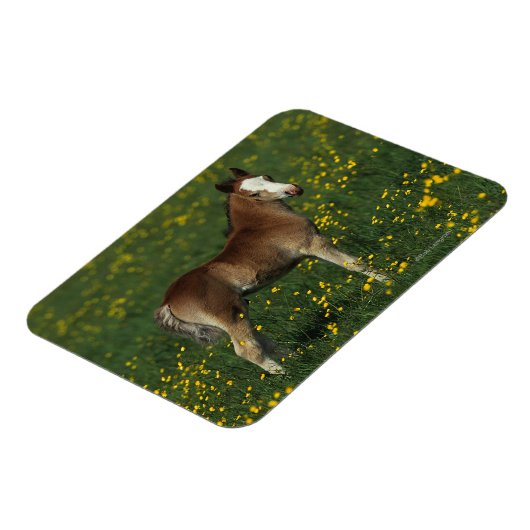 Welsh Foal Magnet (Linke Seite)