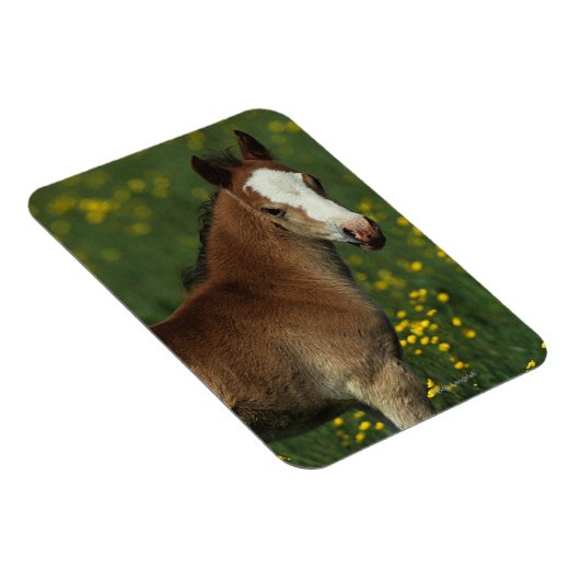 Welsh Foal Magnet (Rechte Seite)